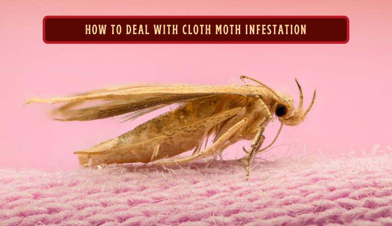 How to Deal with Cloth Moth Infestation