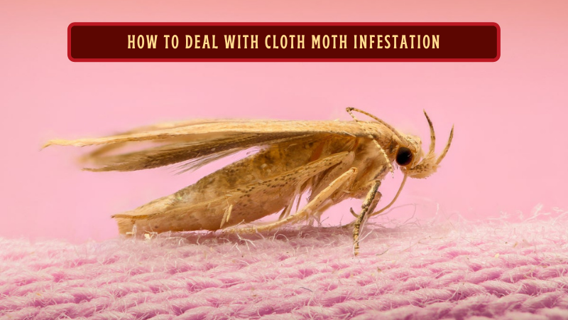 How to Deal with Cloth Moth Infestation