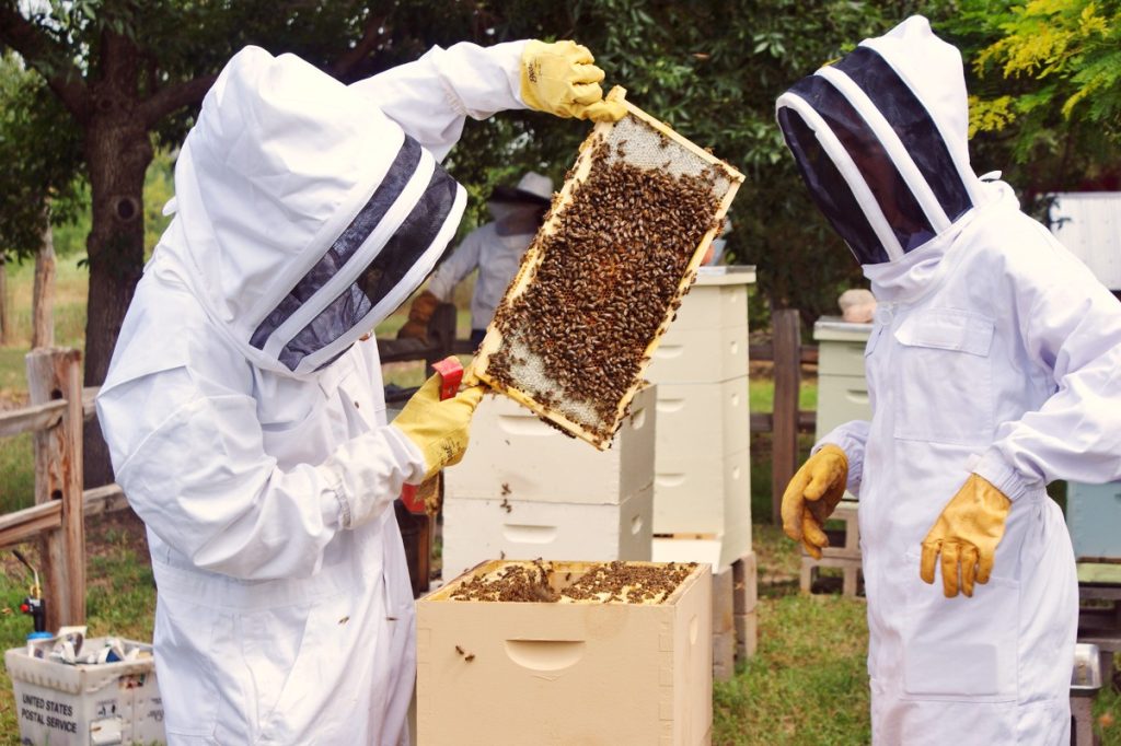 professional bee control brisbane