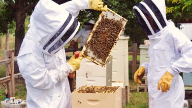 professional bee control brisbane