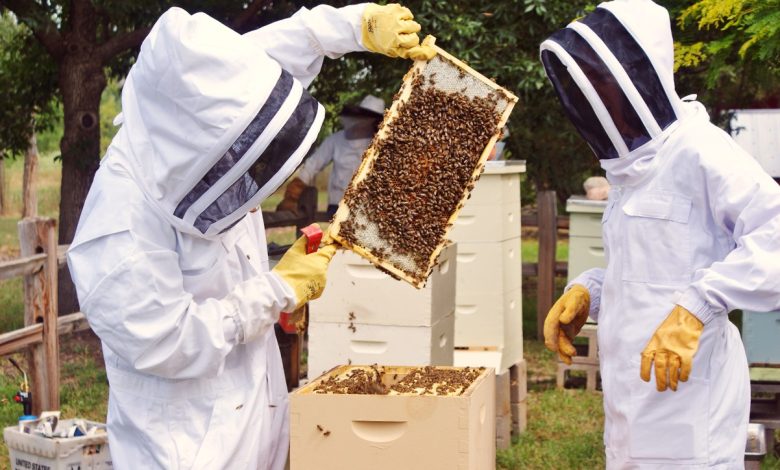 professional bee control brisbane