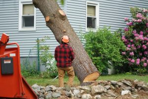 You Can Get Free Firewood Sydney From A Tree