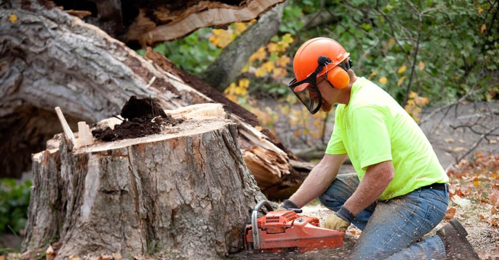 Removing A Tree To Get Free Firewood Sydney