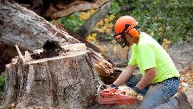 Removing A Tree To Get Free Firewood Sydney