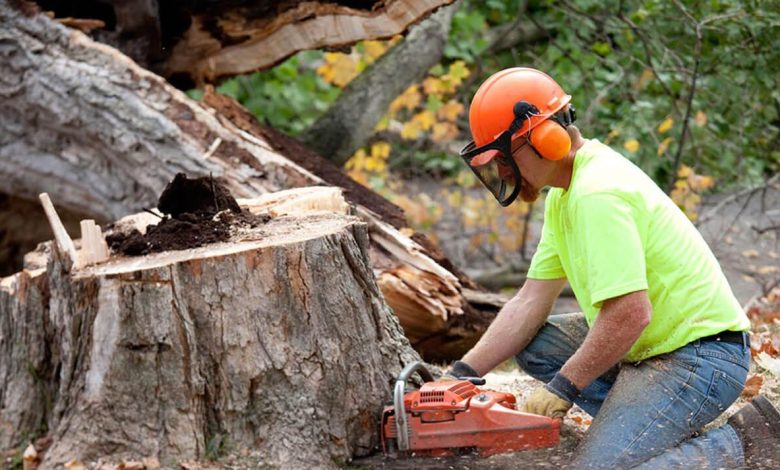 Removing A Tree To Get Free Firewood Sydney