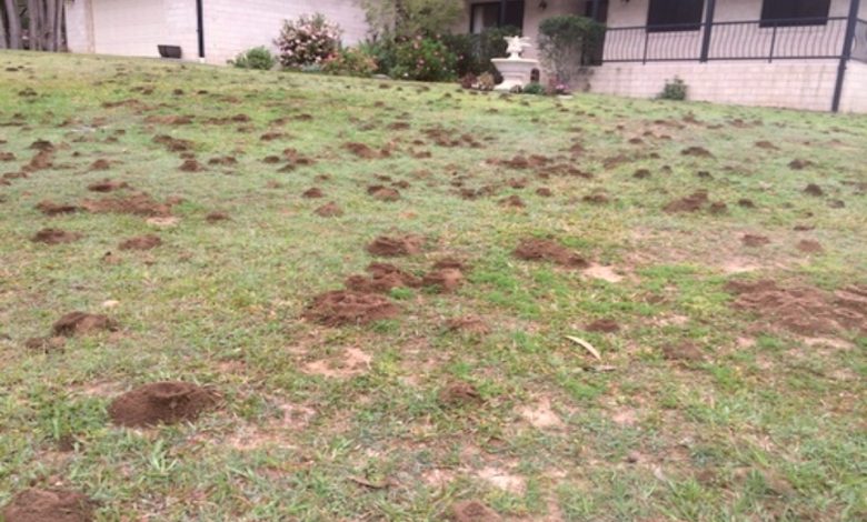 ant specialist Brisbane