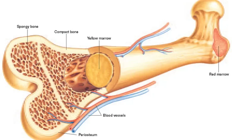 bone marrow transplant in Turkey