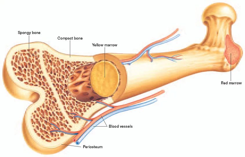 bone marrow transplant in Turkey