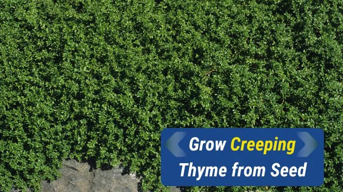 Grow Creeping Thyme From Seed Successfully