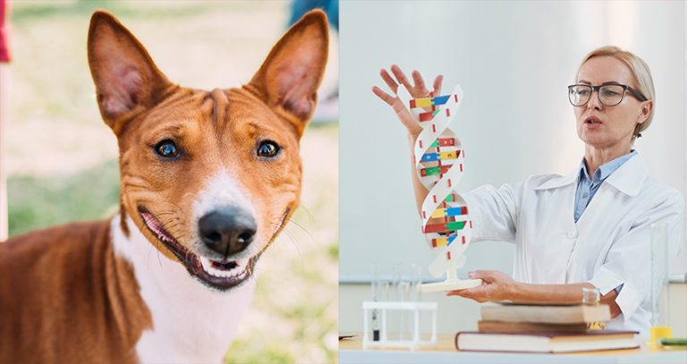 THE 4 BEST DNA TESTS FOR DOGS