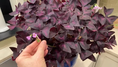 Oxalis Triangularis