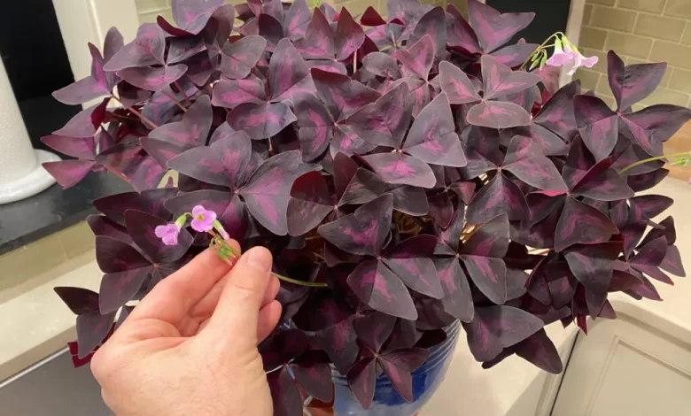 Oxalis Triangularis