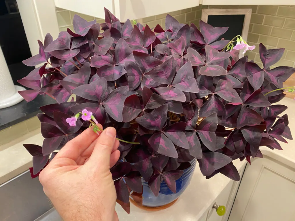 Oxalis Triangularis