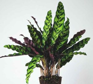 snake plant, Sansevieria moonshine