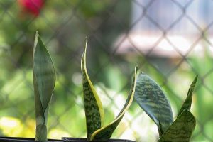 snake plant, Sansevieria moonshine