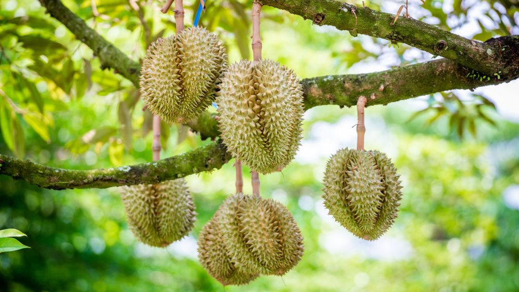 Durian in Traditional Medicine