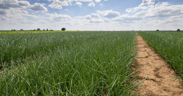 onion farm