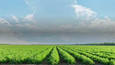 tomato plantation