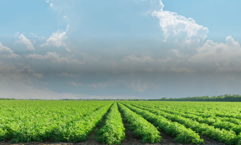 tomato plantation