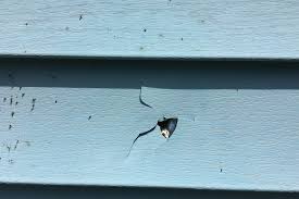 Damaged Siding